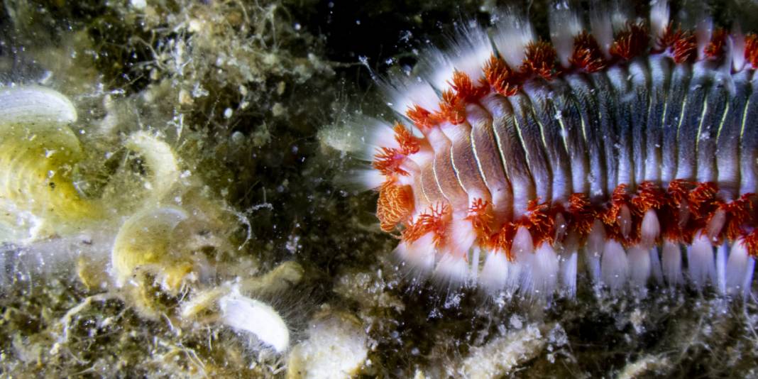 Ahtapot, iskorpit, deniz çıyanı! Bu fotoğrafları gören büyüleniyor 12